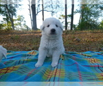 Small Photo #3 Akbash Dog Puppy For Sale in BROOKSVILLE, FL, USA