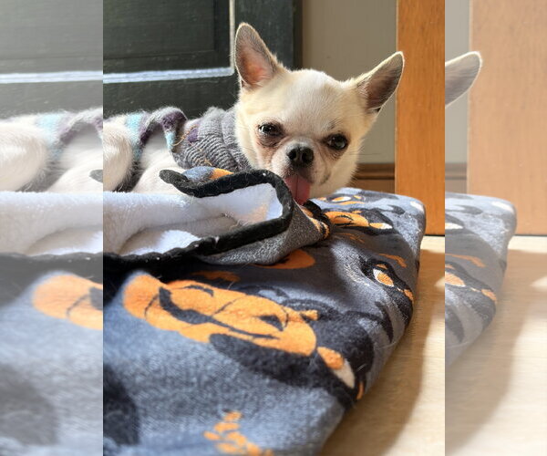 Medium Photo #3 Chihuahua Puppy For Sale in St. Louis Park, MN, USA