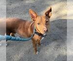 Small #20 Labrador Retriever Mix