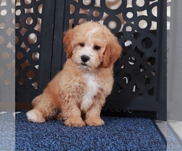Medium Photo #2 Poochon Puppy For Sale in MOUNT VERNON, OH, USA