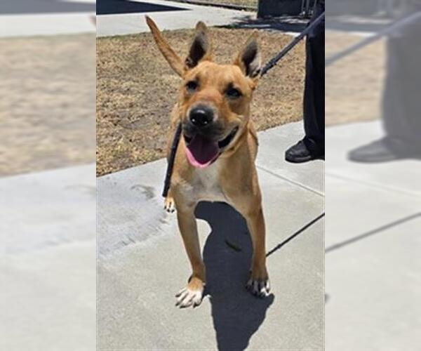 Medium Photo #2 German Shepherd Dog-Unknown Mix Puppy For Sale in Downey, CA, USA