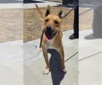 Small #1 German Shepherd Dog Mix