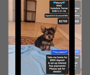 Yorkshire Terrier Puppy for Sale in TUCSON, Arizona USA