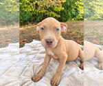 Tater Tot (2026) - Male Mutt Dog for Adoption - Small photo