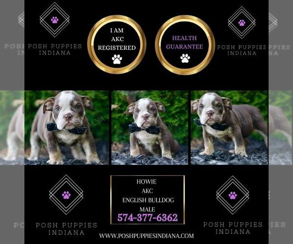 Medium Photo #5 Bulldog Puppy For Sale in WARSAW, IN, USA