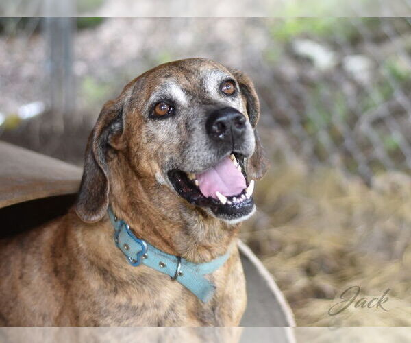 Medium Photo #3  Puppy For Sale in , 