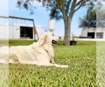 Small Photo #19 English Cream Golden Retriever Puppy For Sale in EL CAMPO, TX, USA