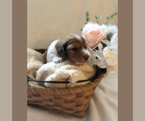 Dachshund Puppy for sale in MARION, IA, USA