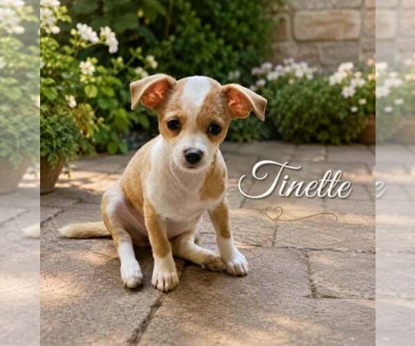 Medium Photo #1 Chihuahua-Unknown Mix Puppy For Sale in Morganville, NJ, USA