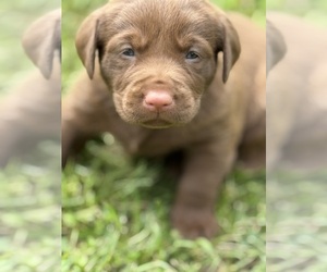 Labrador Retriever Puppy for Sale in CLINTWOOD, Virginia USA