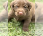 Image preview for Ad Listing. Nickname: Litter of 3