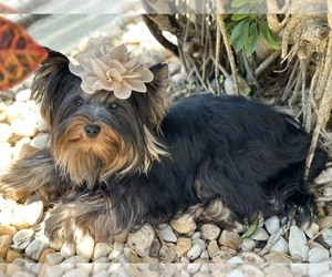 Father of the Yorkshire Terrier puppies born on 08/08/2026