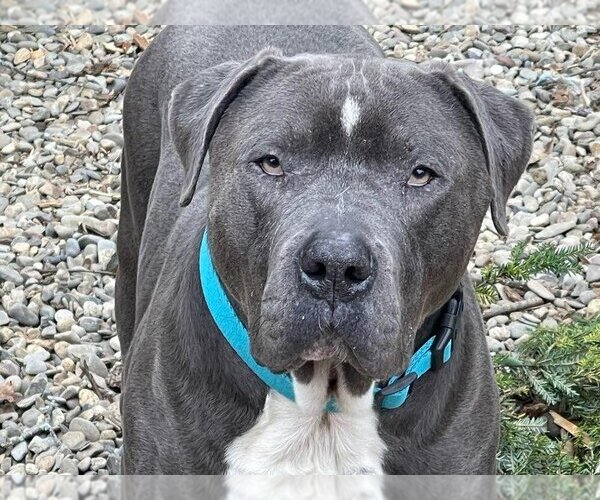 Medium Photo #4 American Staffordshire Terrier-Unknown Mix Puppy For Sale in Brewster, NY, USA