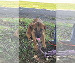 Small #3 Shepradors