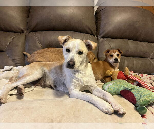 Medium Photo #2 Feist Terrier-Unknown Mix Puppy For Sale in Arlington, VA, USA