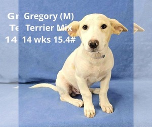 Mutt Dogs for adoption in pomfret, CT, USA