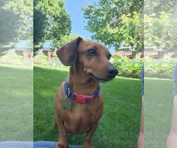 Medium Photo #1 Dachshund Puppy For Sale in Sioux Falls, SD, USA