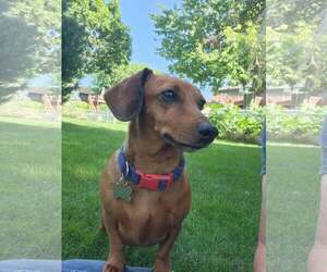 Dachshund Dogs for adoption in Sioux Falls, SD, USA