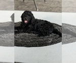 Small Photo #8 Goldendoodle Puppy For Sale in GIBSONTON, FL, USA