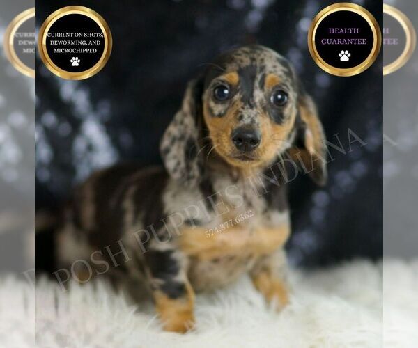 Medium Photo #1 Dachshund Puppy For Sale in WARSAW, IN, USA