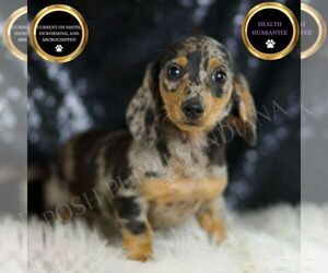 Dachshund Puppy for sale in WARSAW, IN, USA