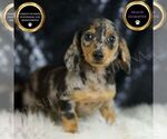 Small Dachshund