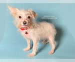 Small Photo #2 Chihuahua-Poodle (Toy) Mix Puppy For Sale in BREA, CA, USA