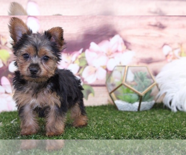 Medium Photo #1 Yorkshire Terrier Puppy For Sale in MARIETTA, GA, USA
