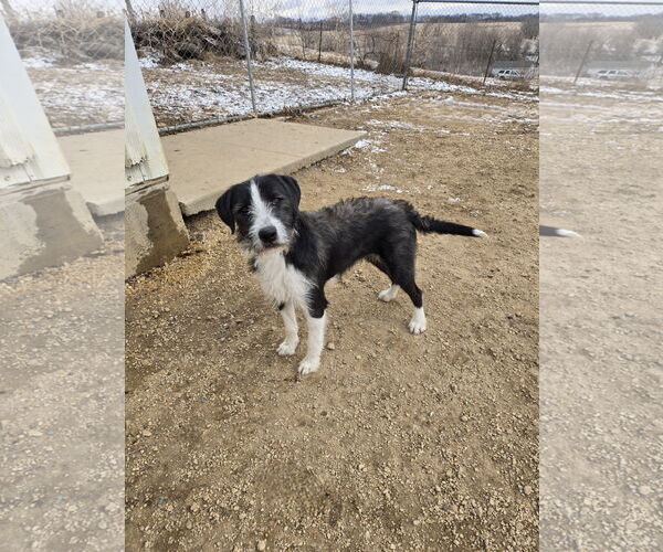 Medium Photo #1 Mutt Puppy For Sale in Maquoketa, IA, USA