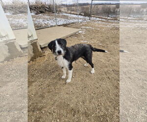 Mutt Dogs for adoption in Maquoketa, IA, USA