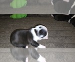 Small #3 Boston Terrier