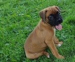 Puppy Puppy 5 Reta Boxer