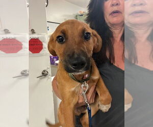 Mutt Dogs for adoption in Lawrenceville, NJ, USA