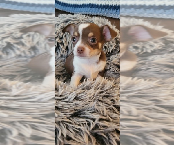 Medium Photo #1 Chihuahua Puppy For Sale in KNOXVILLE, TN, USA