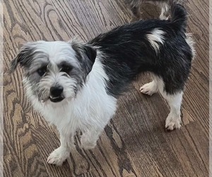 Mutt Dogs for adoption in Croydon, NH, USA