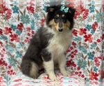 Small Photo #1 Collie Puppy For Sale in LAKELAND, FL, USA