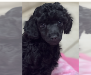 Poodle (Toy) Puppy for sale in TABOR CITY, NC, USA