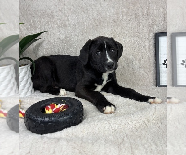 Medium Photo #2 Boxador Puppy For Sale in FRANKLIN, IN, USA