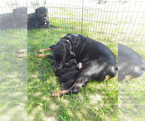 Rottweiler Puppy for sale in CHATHAM, VA, USA