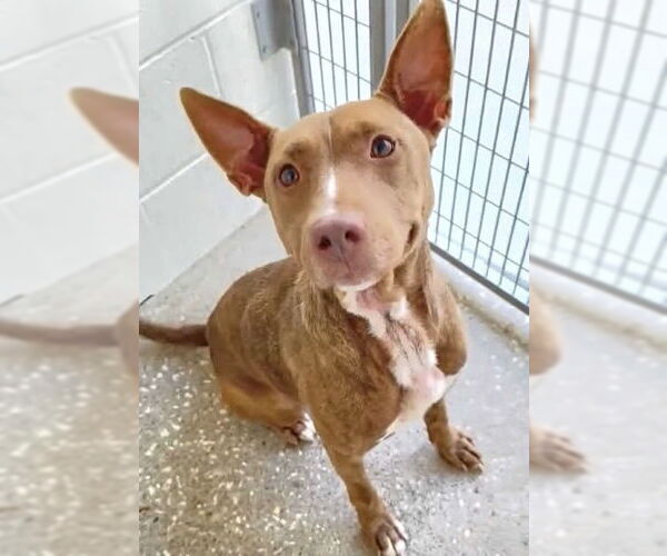 Medium Photo #3 American Pit Bull Terrier-Unknown Mix Puppy For Sale in Houston, TX, USA