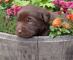 Small Photo #3 Labrador Retriever Puppy For Sale in PRESCOTT, OR, USA