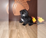 Puppy Shadow Morkie