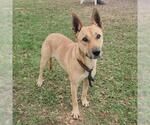 PENNY - Female German Shepherd Dog-Unknown Mix Dog for Adoption - Small photo