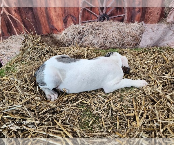 Medium Photo #5 Catahoula Leopard Dog Puppy For Sale in CUMBY, TX, USA