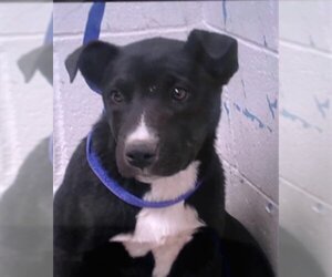 American Pit Bull Terrier Dogs for adoption in San Bernardino, CA, USA