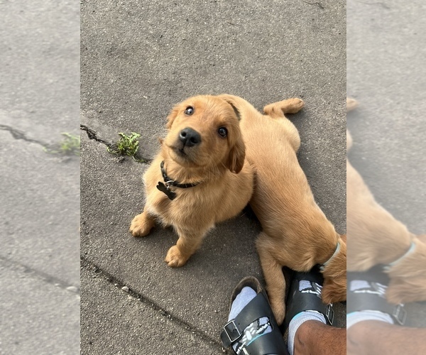 Medium Photo #3 Golden Irish Puppy For Sale in MOUNT PROSPECT, IL, USA