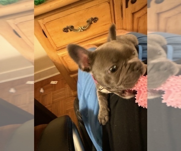 Medium Photo #22 French Bulldog Puppy For Sale in SAINT PETERSBURG, FL, USA