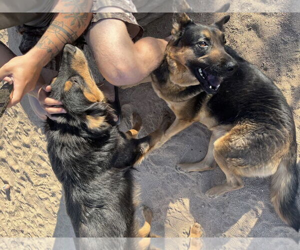 Medium Photo #4 German Shepherd Dog-Unknown Mix Puppy For Sale in Dana Point, CA, USA
