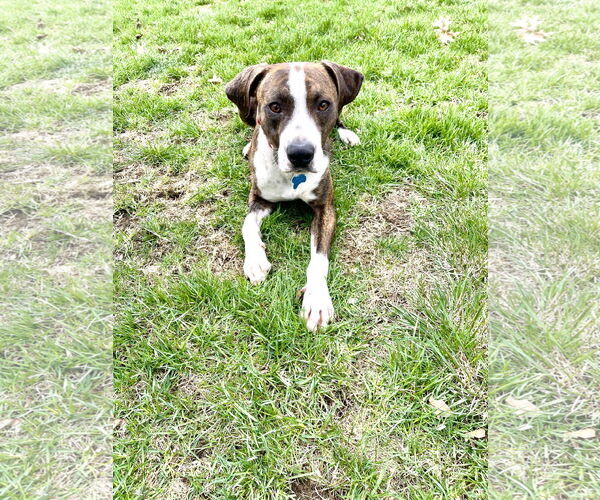 Medium Photo #3 Boxer-Unknown Mix Puppy For Sale in Plainfield, IL, USA