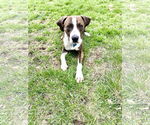 Small #2 Boxer Mix